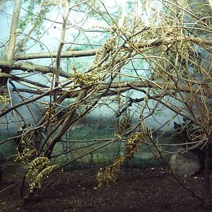 Small Mammal House - Common Tree Shrew Exhibit