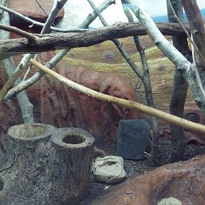Small Mammal House - Madagascar Giant Jumping Rat Exhibit
