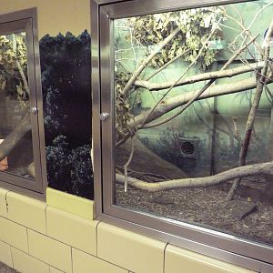 Small Mammal House - Madagascar Giant Jumping Rat Exhibit