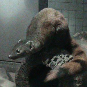 ring-tailed mongoose 030910