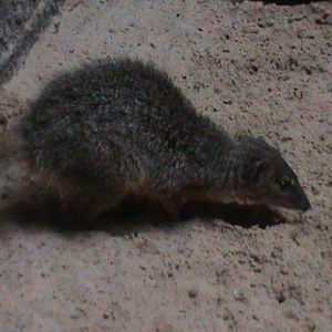 narrow-striped mongoose 030910