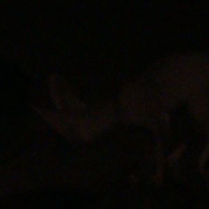 fennec fox - really it is?!! 030910