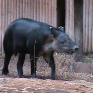 baird's tapir 030910