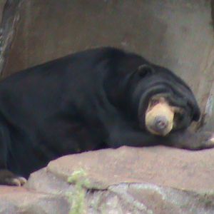 malayan sun bear 030910