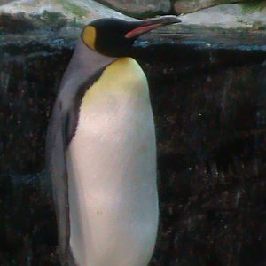 king penguin 030910