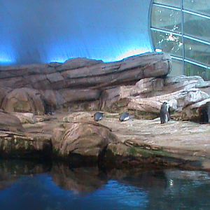 penguin enclosure 030910