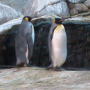 king penguins 030910