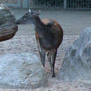 philippine spotted deer 030910