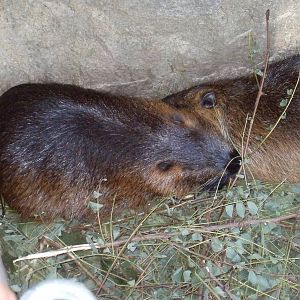 coypu 030910