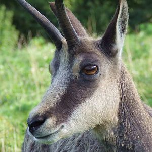 Alpine Chamois