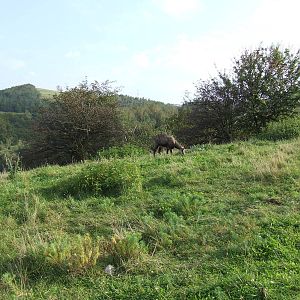 Chamois in Zoo Kosice