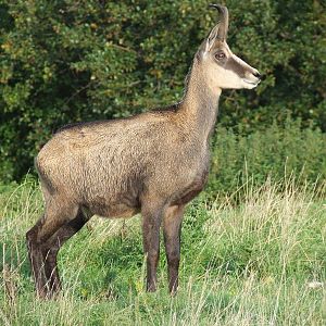 Alpine Chamois