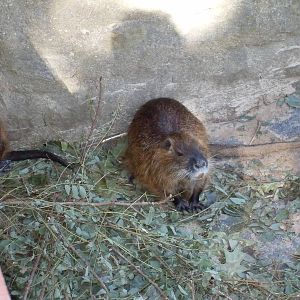 coypu 030910