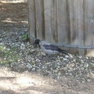 hooded crow (wild) 030910