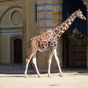 giraffe 030910