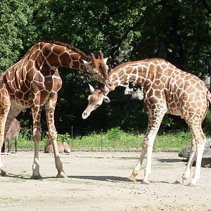 giraffes 030910