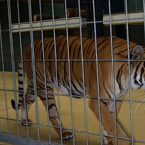 malayan tiger 030910