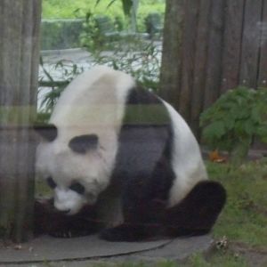 giant panda 030910