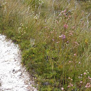 ground parrot (Pezoporus wallicus)