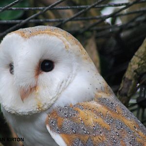 BARN OWL