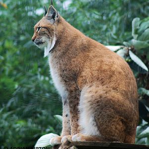 EUROPEAN LYNX