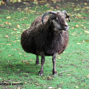 ICELANDIC SHEEP