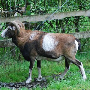 MOUFLON SHEEP MALE ?
