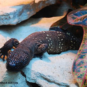 MEXICAN BEADED LIZARD