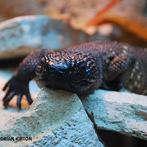 MEXICAN BEADED LIZARD