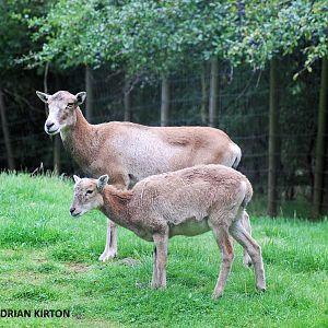 MOUFLON SHEEP