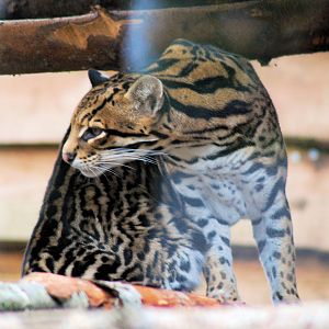 OCELOT