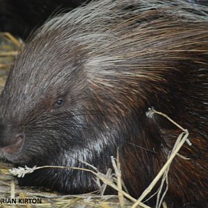 PORCUPINE