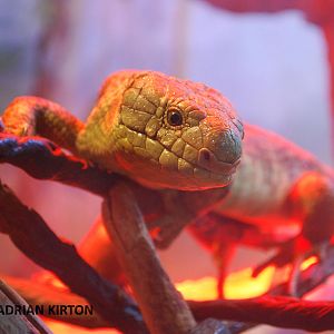 PREHENSILE TAILED SKINK