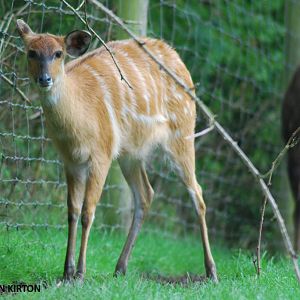 SITATUNGA FEMALE