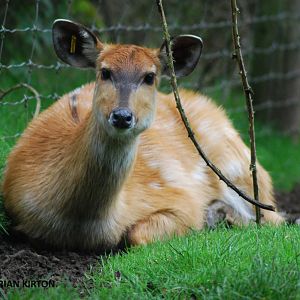 SITATUNGA FEMALE