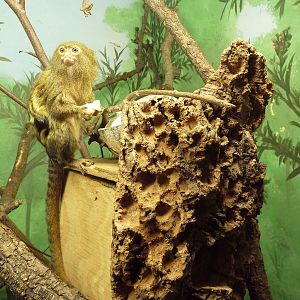 Small Mammal House - Pygmy Marmoset