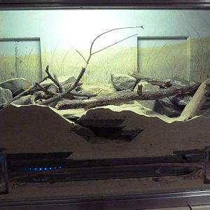 Small Mammal House - Damaraland Mole Rat + Bushy-Tailed Jird Exhibit