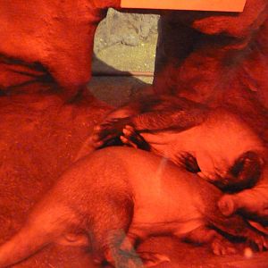 Small Mammal House - Red Aardvarks
