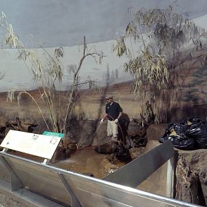 Small Mammal House - Meerkat/Aardvark Exhibit