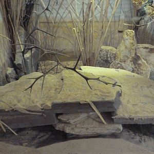 Small Mammal House - Merriam's Kangaroo Rat
