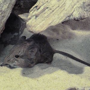 Small Mammal House - Short-Eared Elephant Shrew