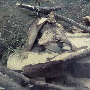 Small Mammal House - Short-Eared Elephant Shrew Exhibit