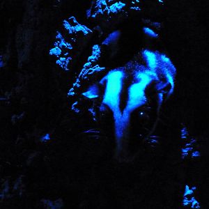 Small Mammal House - Nocturnal Section - Striped Possum