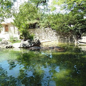 Nile Hippo Exhibit