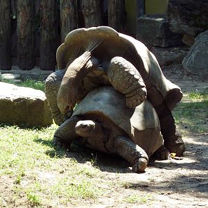 Tortoise Trail - Mating Tortoises