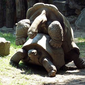 Tortoise Trail - Mating Tortoises