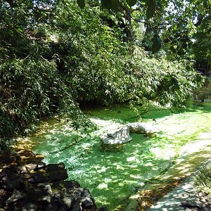 Central American River Turtle Exhibit