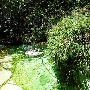 Central American River Turtle Exhibit