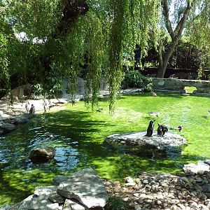 Humboldt Penguin Exhibit