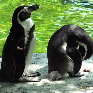 Humboldt Penguins